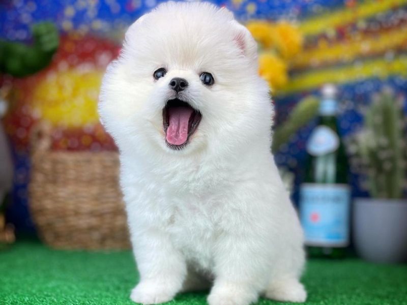 En Güzelinden Pomeranian Boo yavrumuz 