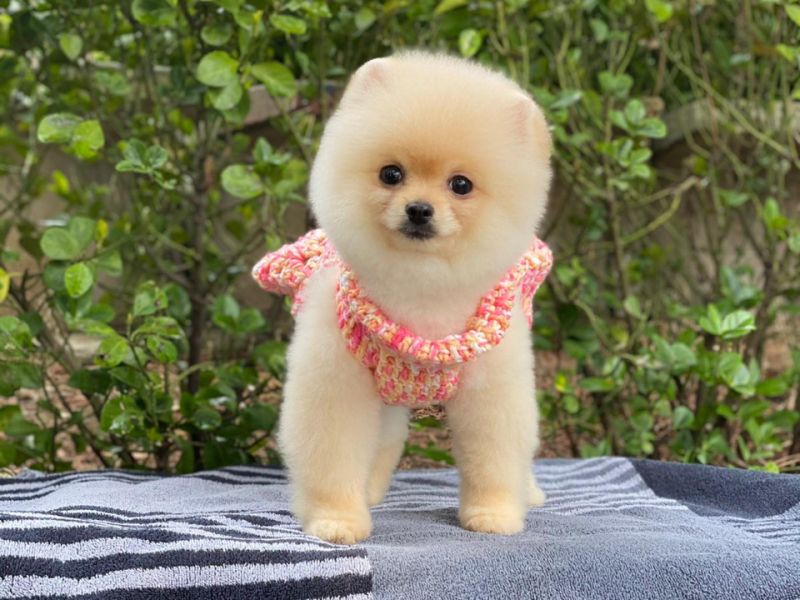 Pomeranian Boo Mini Yavrumuz 