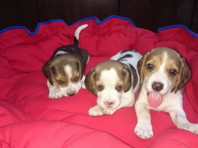  Sevimli ve Oyuncu Beagle Yavrularımız