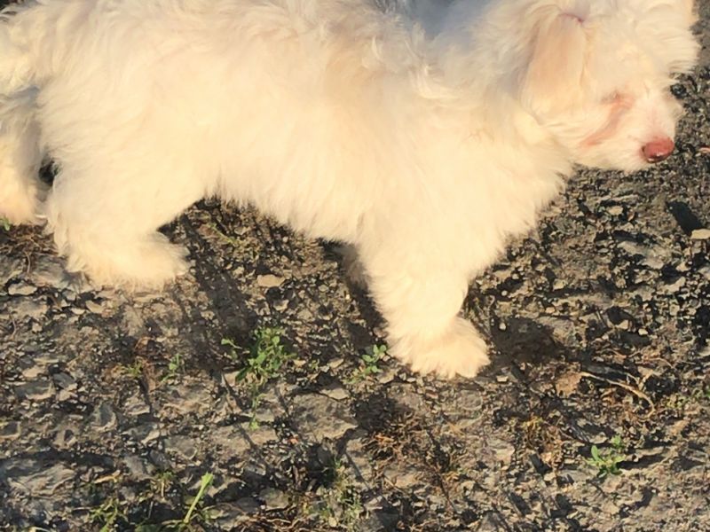 3 aylık dişi beyaz terrier maltese