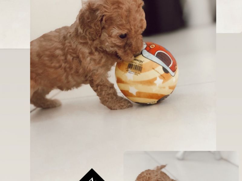 TOY POODLE VE MALTİPO