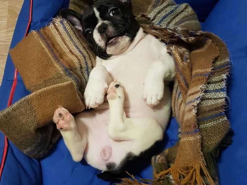 2.5 aylık şirin bir french bulldog  
