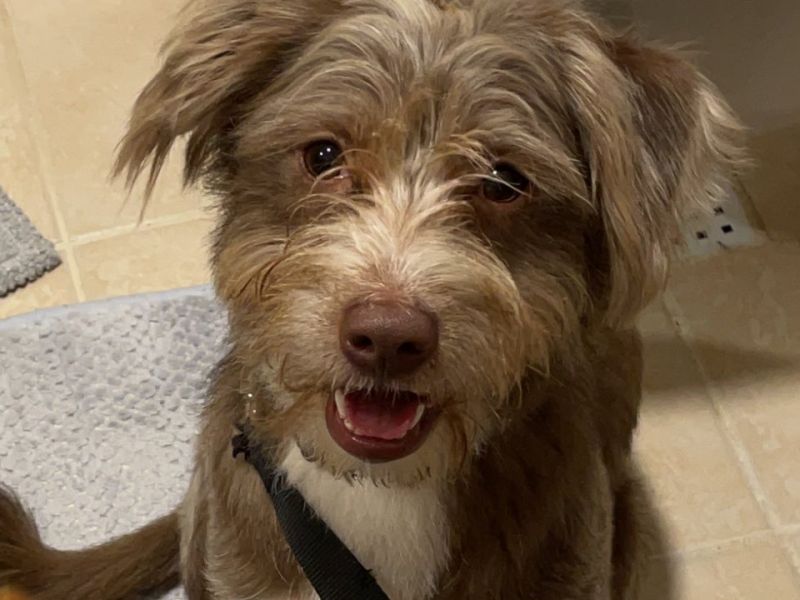 10 aylık tuvalet eğitimli Havanese terrier Long