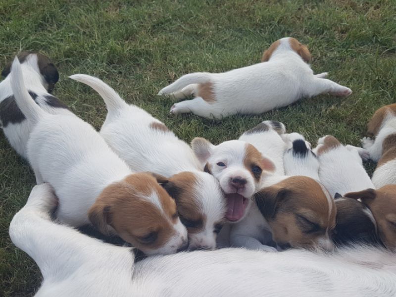 Fırlama Jack Russel Terrier Yavruları
