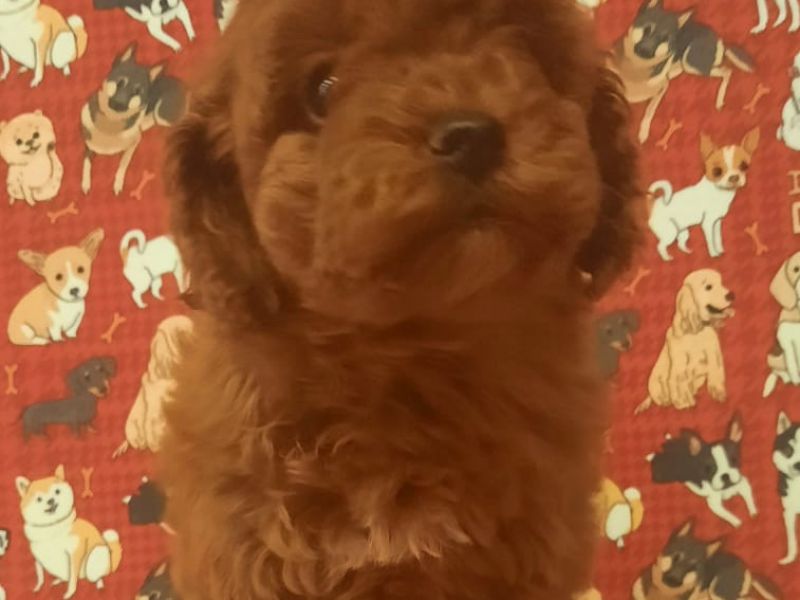 orjinal red brown toy poodle 