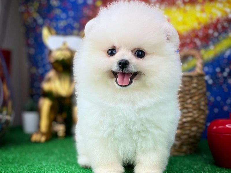 En Güzelinden Pomeranian Boo yavrumuz 