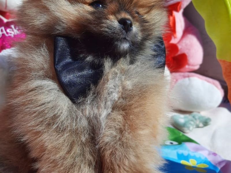 Pomeranian Boo - Yavru Erkek