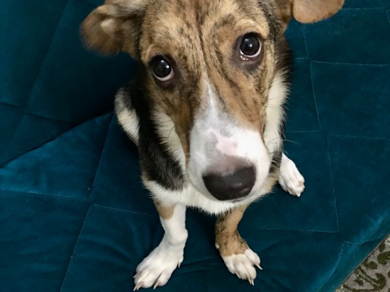 6 aylık insan canlısı yavrumuz beagle