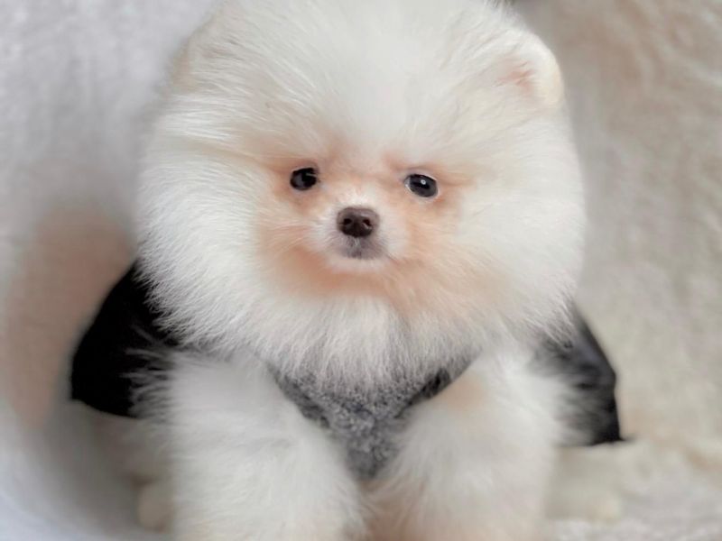 Pomeranian boo teddy face erkek yavrumuz