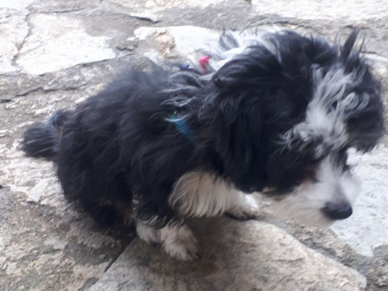 4 aylık Kırma Maltese Terrier 