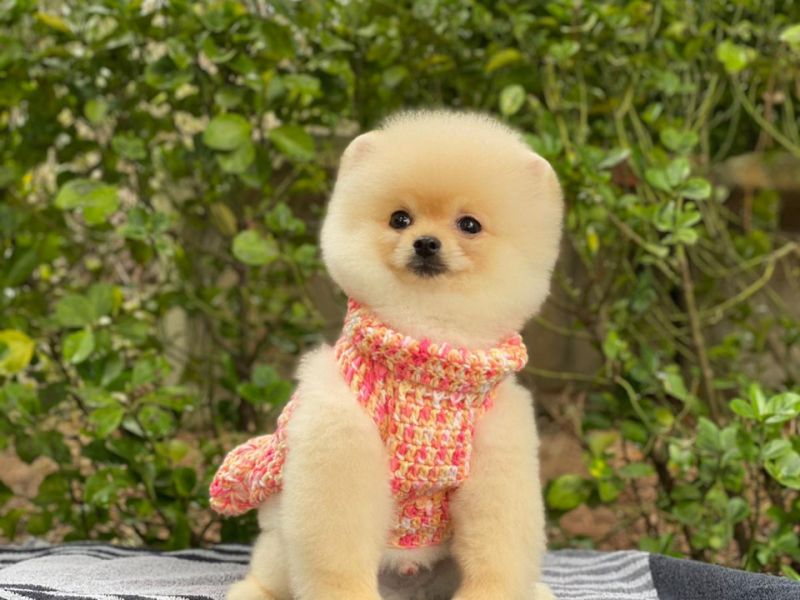 Pomeranian Boo Mini Yavrumuz 