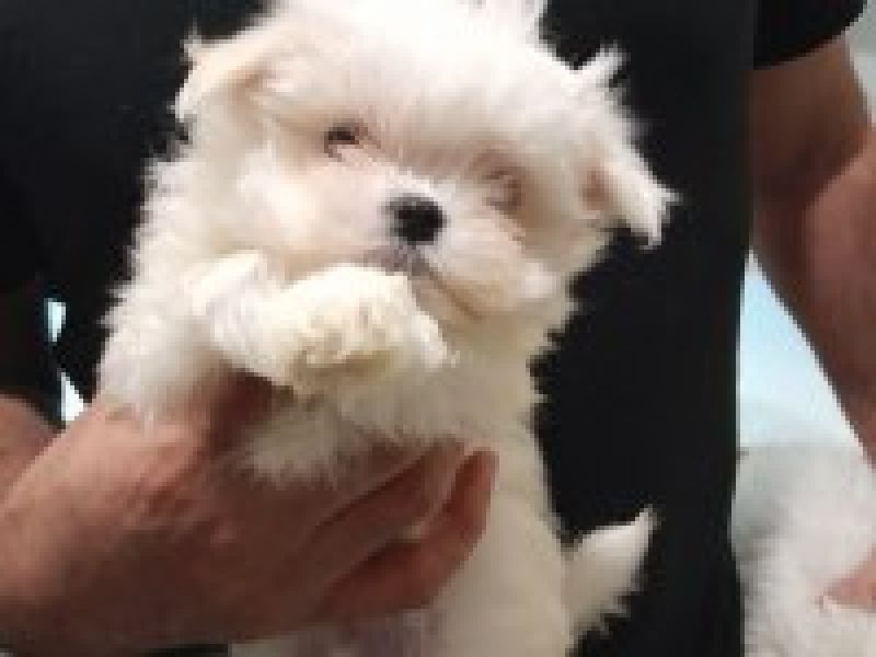 Ev ortamında doğmuş Safkan Kore Kanı 0 no Maltese Terrier minik kız