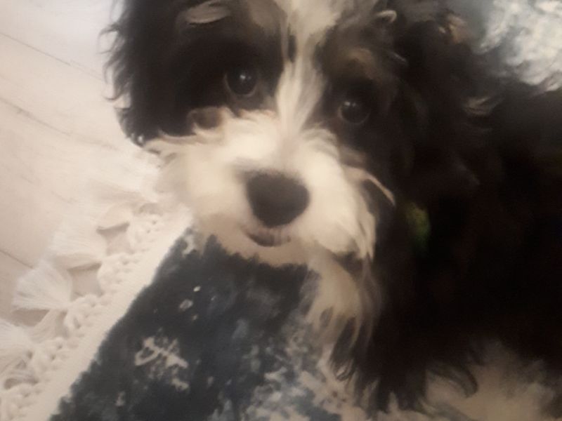 4 aylık Kırma Maltese Terrier 