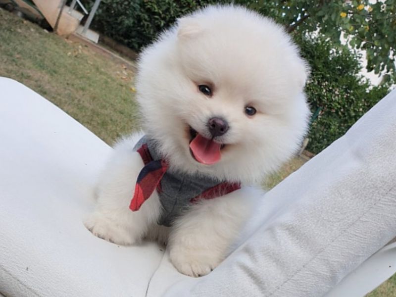 Satılık Pomeranian Boo Teddy Bear Yavrular 0543 223 4403 