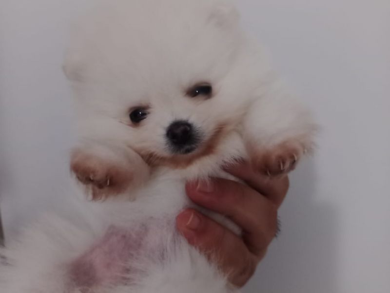 Teddy Face Boo Pomeranian Yavru Dişi Tüm Malzemeleri Mevcut