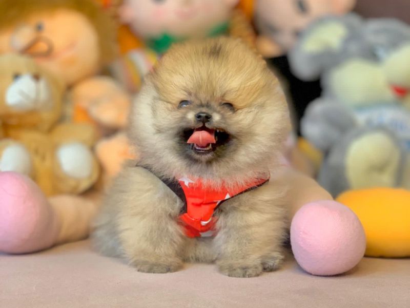 Irk Garantili Ayıcık Surat Boo Pomeranian Yavrular 