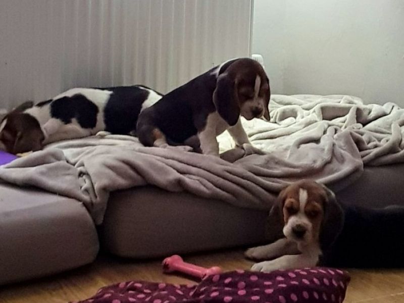 Güzel Beagle Köpek
