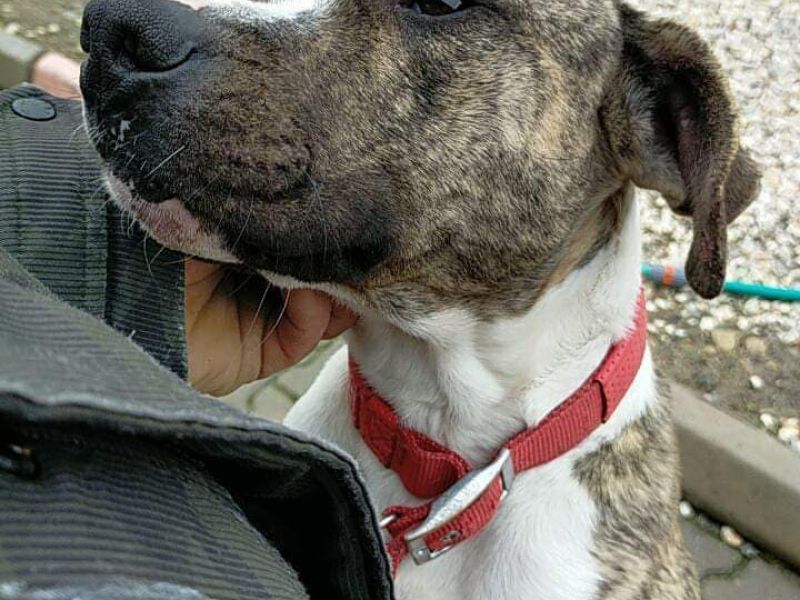 İzmir Staffordshire terrier çocuklarımıza ömürlük yuva arıyoruz açıklamayı okuyunuz ücretsiz