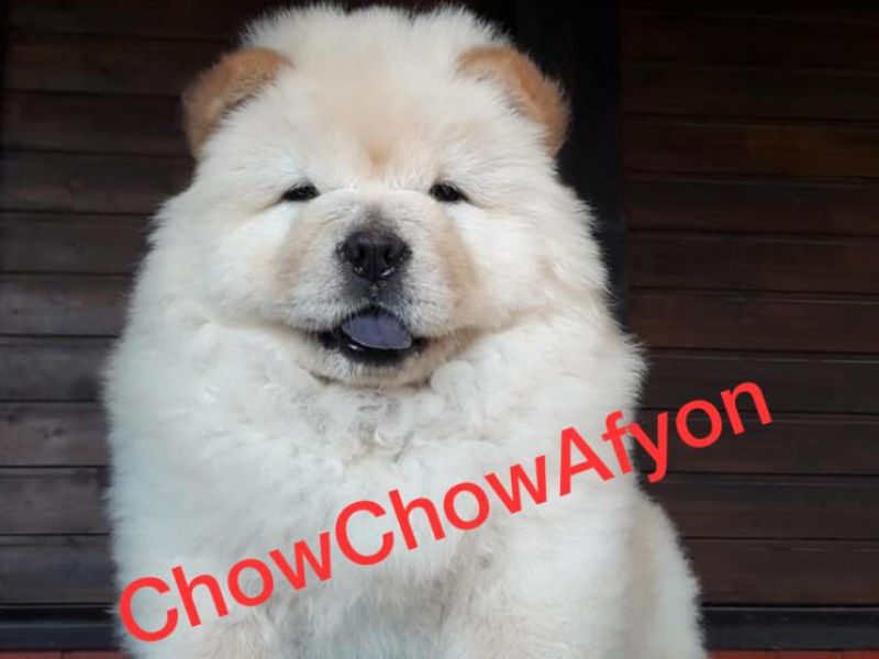 Chow Chow Çin Aslanı Yavruları Afyondan