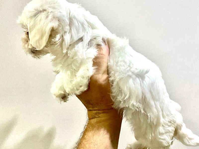 Safkan Maltese Terrier