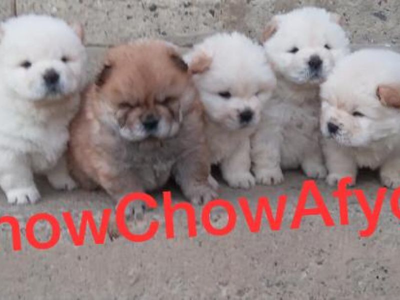 Satılık Chow Chow Yavruları