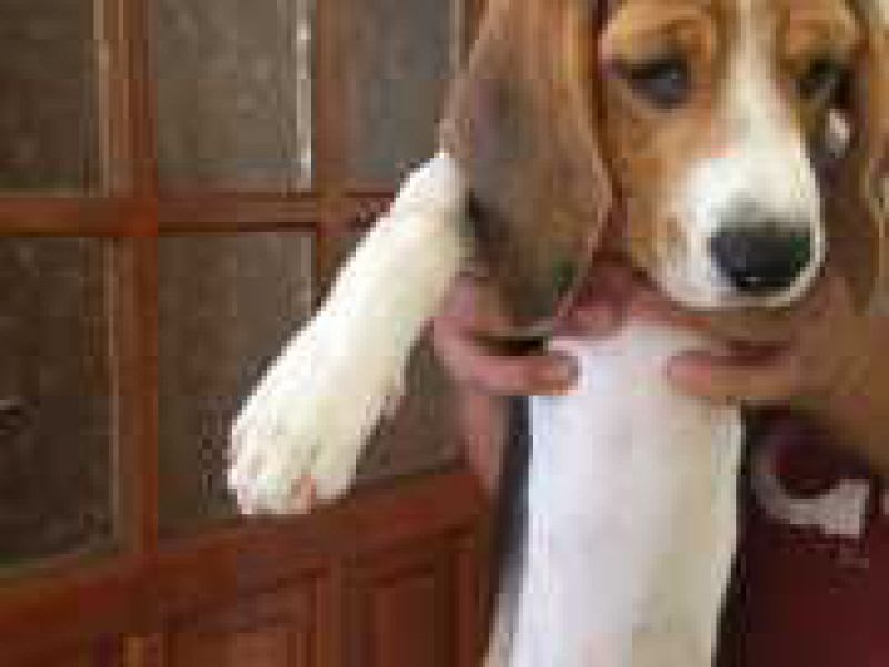 Safkan Beagle