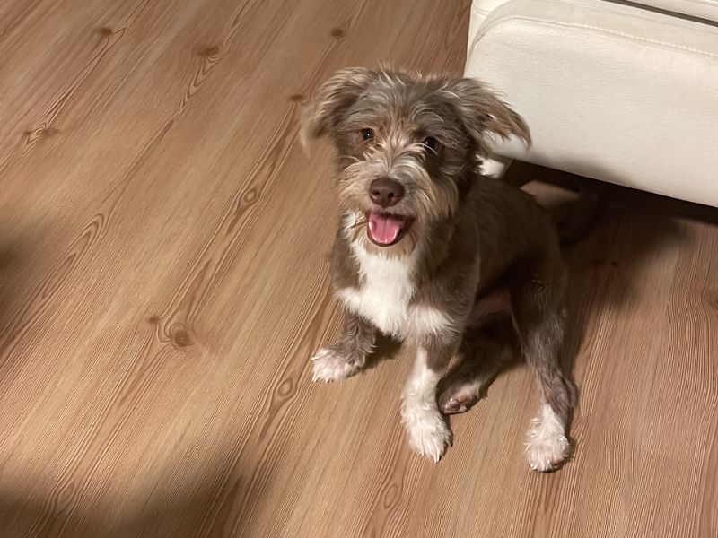 10 aylık tuvalet eğitimli Havanese terrier Long