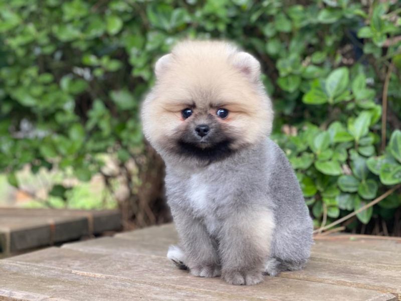 Pomeranian boo teddy face erkek yavrumuz 