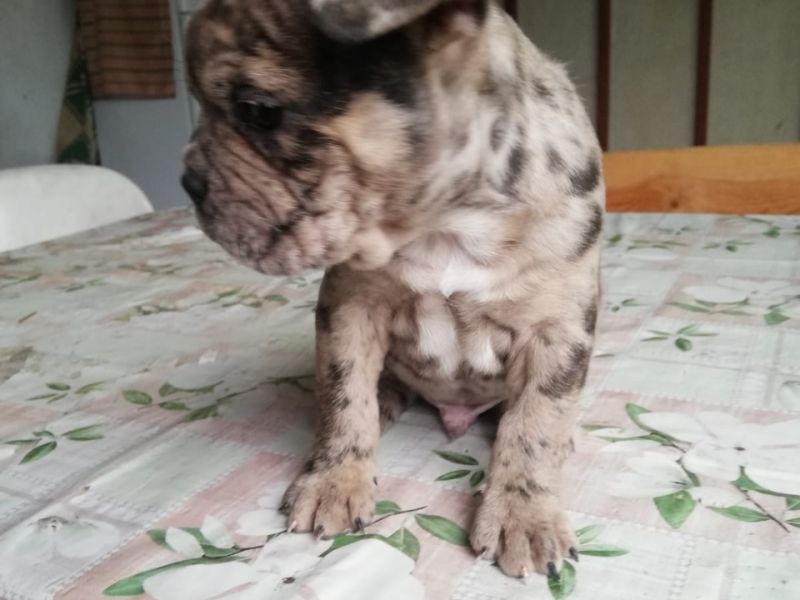 Merle French Bulldog Yavrumuz Yeni Yuvasını Arıyor