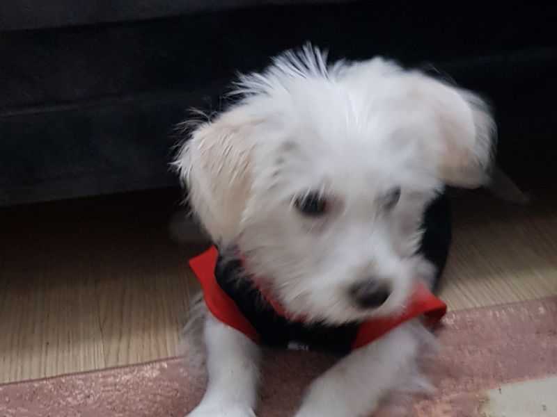3,5 aylık Maltese Terrier