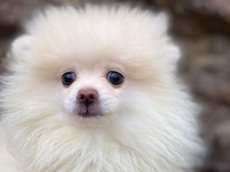 Teddy Face Pomeranian Boo Safkan yavrularımız