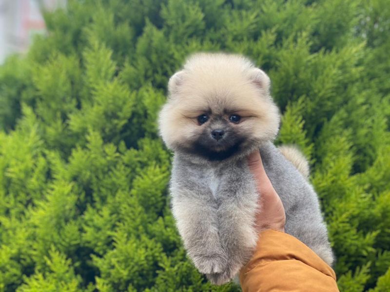Pomeranian boo teddy face erkek yavrumuz