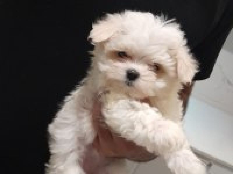 Ev ortamında doğmuş Safkan Kore Kanı 0 no Maltese Terrier minik kız