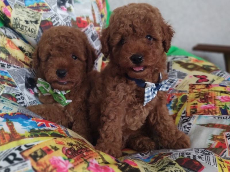 Red brown ve apricot toy poodle toy boyu