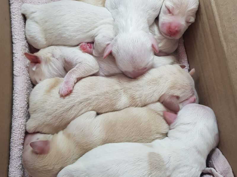 5 yavru terrier köpeklerimiz