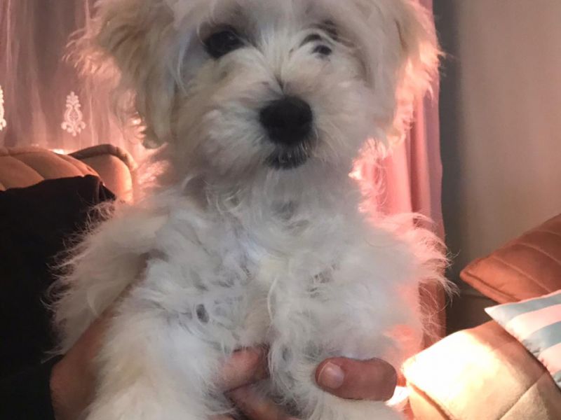 5 aylık Maltese Terrier