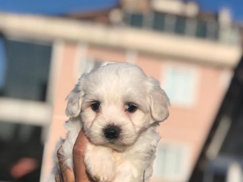 Maltese terrier 