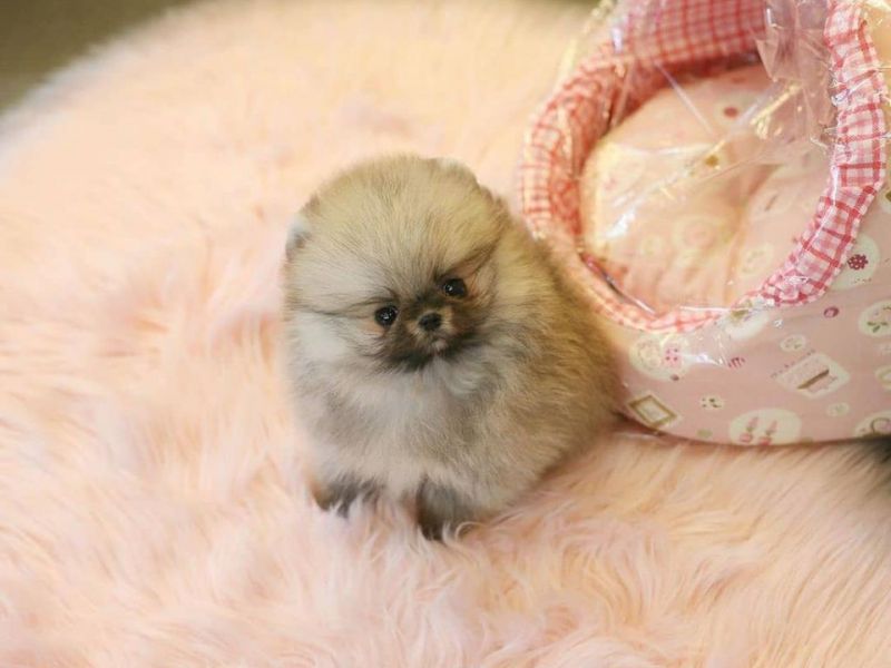 0-3 aylık Pomeranian Boo