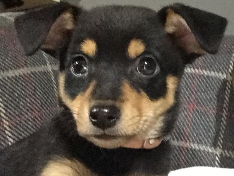 Chihuahua Siyah
