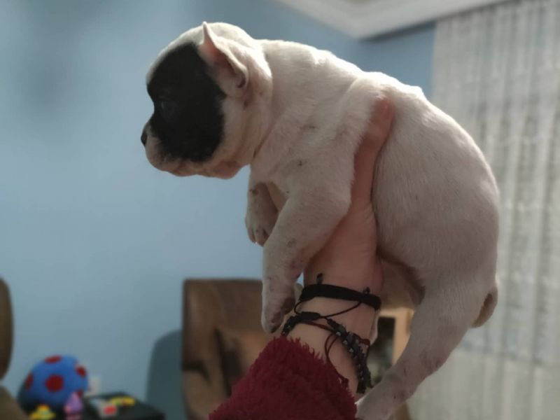 2 aylık erkek french Bulldog