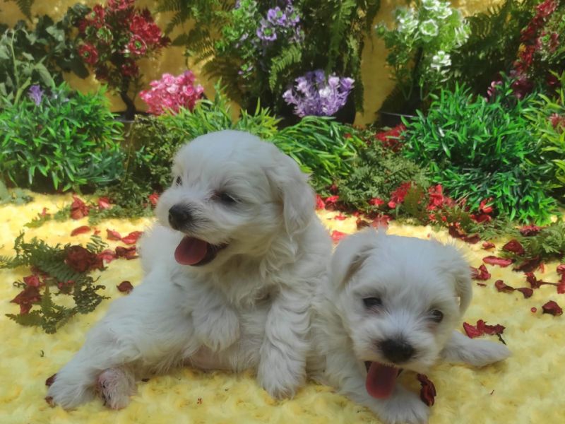 Terrier Maltese Yavruları Erkek - Sahip