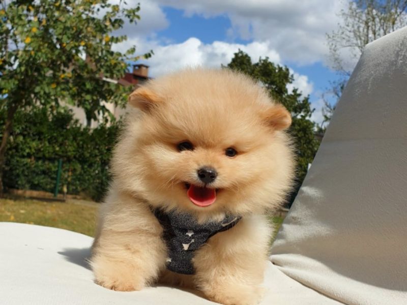 Satılık Pomeranian Boo Teddy Bear Yavrular 0543 223 4403 