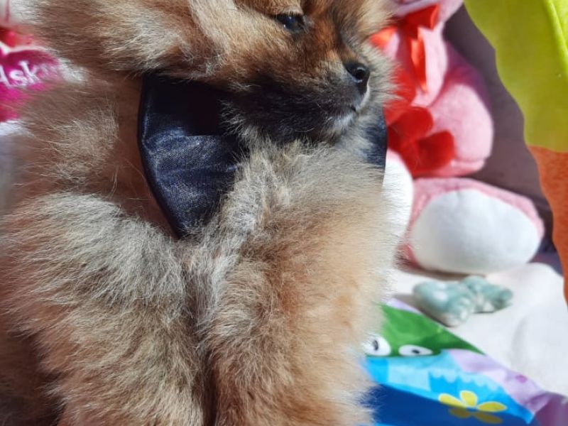 Pomeranian Boo - Yavru Erkek