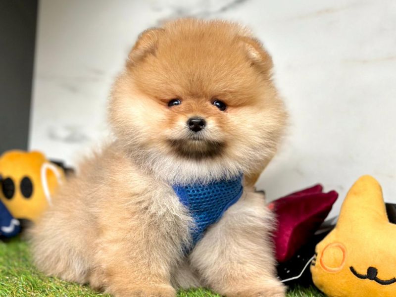 Safkan Pomeranian Mini Boo Yavrularımı