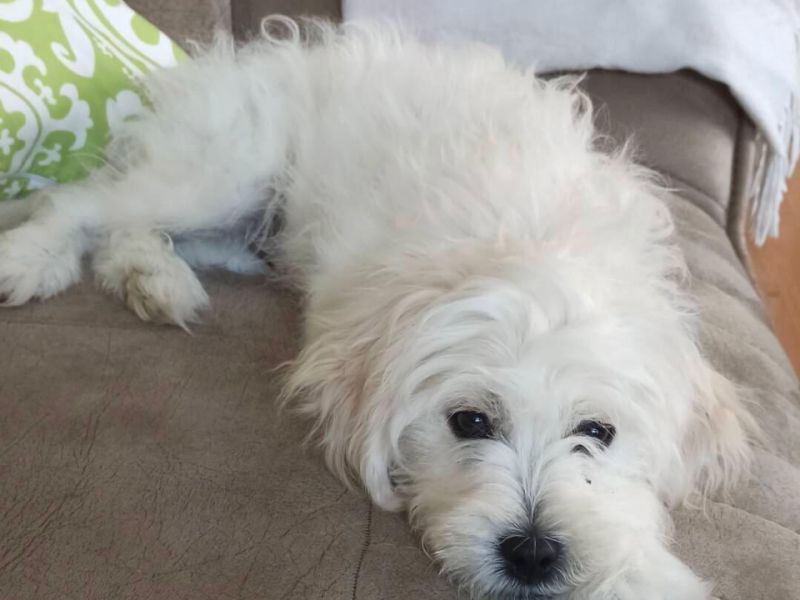 5 aylık Maltese Terrier