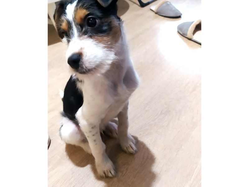 Parson Jack Russell terrier tricolor 