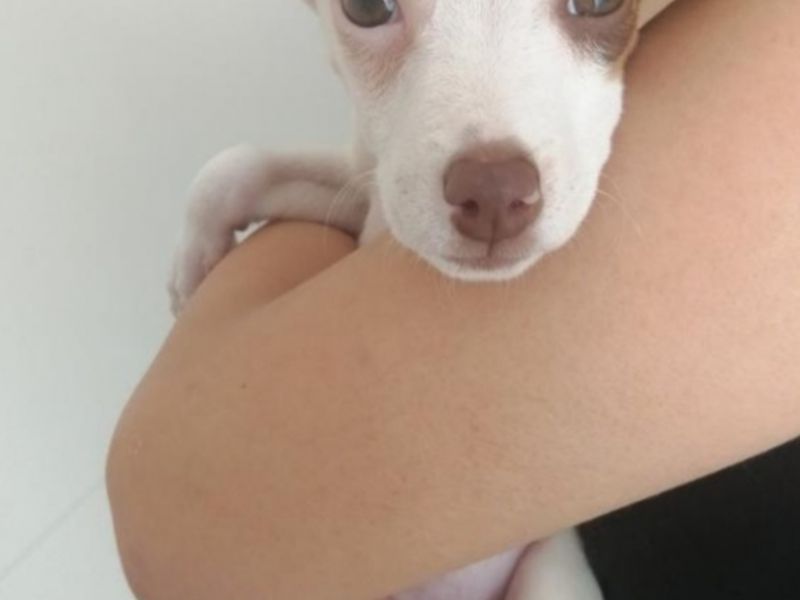 2.5 aylık Jack Russell yavru köpek 