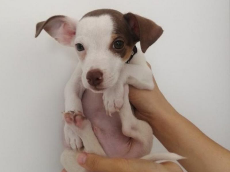 2.5 aylık Jack Russell yavru köpek 