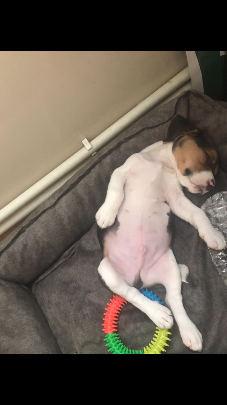 Elizabeth beagle 3 aylık