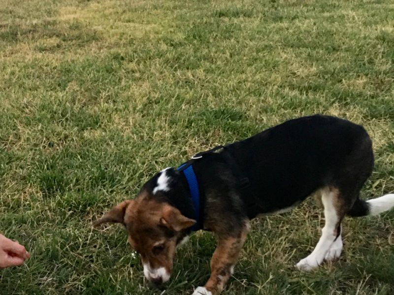 6 aylık insan canlısı yavrumuz beagle jack russel mix (jackabee)